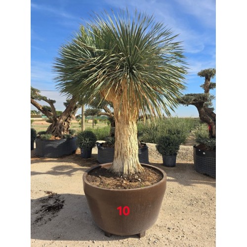 Yucca rostrata maceta deco